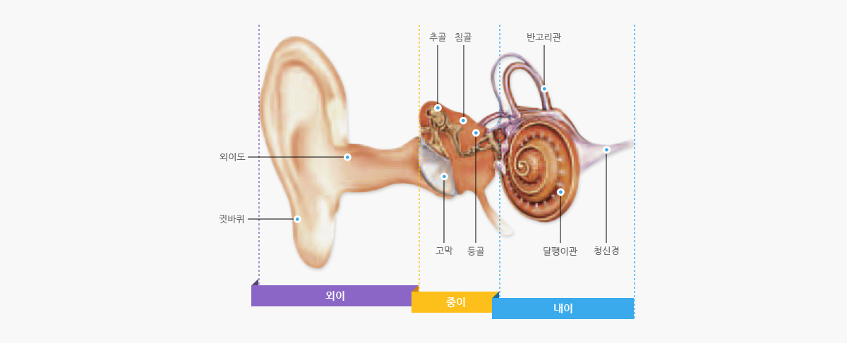 귀의 설명 : 외이부분에는 외이도, 귓바퀴가 있으며 중의에는 고막, 등골, 추골, 침골이 있으며 내이에는 반고리관, 달팽이관, 달팽이관 으로 구성되어 있습니다.